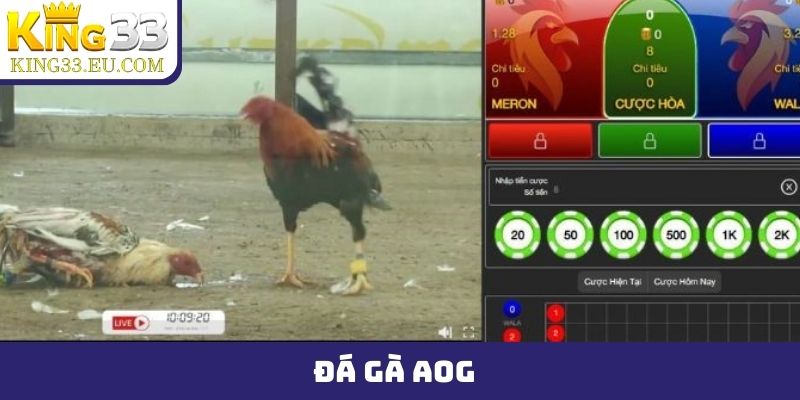 đá gà AOG