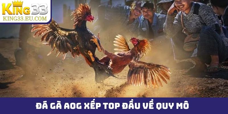 Đá gà AOG xếp top đầu về quy mô giải đấu trực tiếp