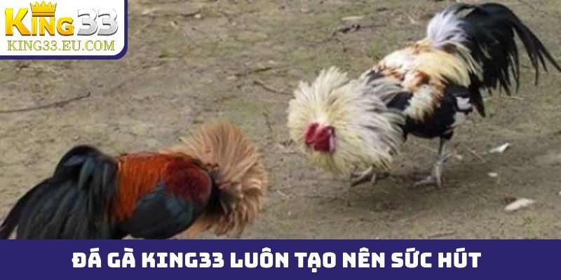 Đá gà King33 luôn tạo nên sức hút không tưởng trên thị trường