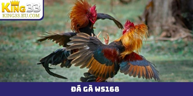 đá gà WS168