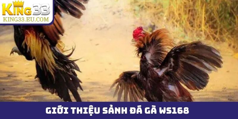 Giới thiệu sảnh đá gà WS168 tại nhà cái King33