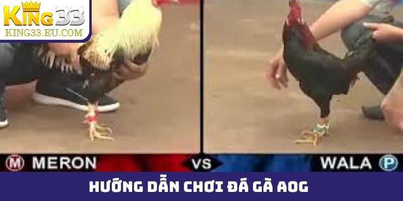 Hướng dẫn chơi đá gà AOG nhanh chóng qua 2 bước