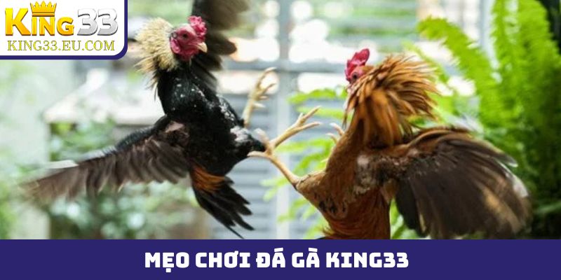 mẹo chơi đá gà King33