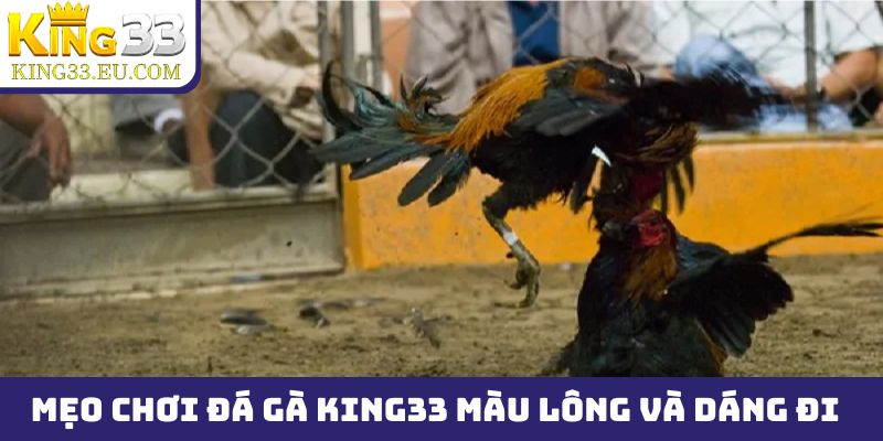 Mẹo chơi đá gà King33 cần xem xét kỹ về màu lông và dáng đi