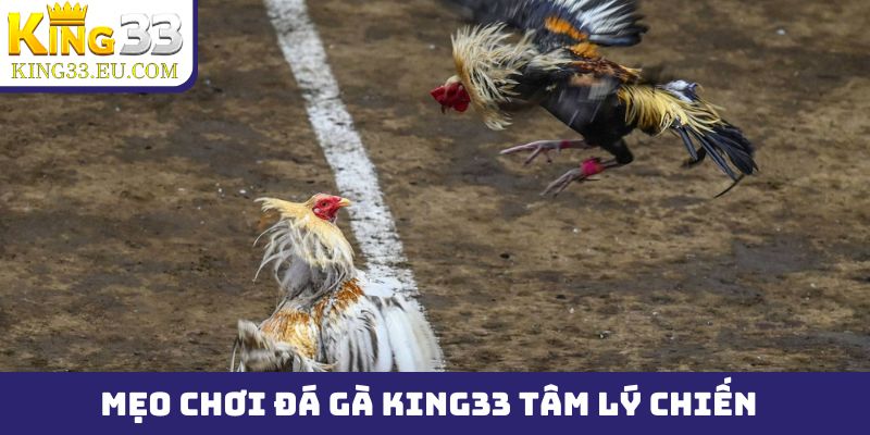 Mẹo chơi đá gà King33 và áp dụng tâm lý chiến vào thực tế