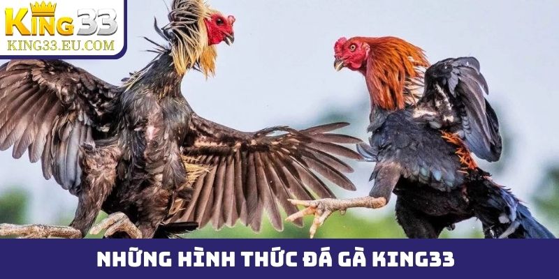 Những hình thức phổ biến nhất tại đá gà King33