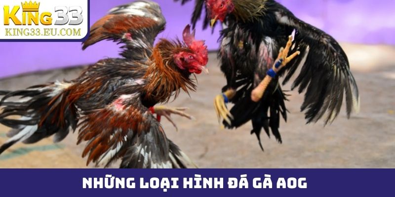 Những loại hình đá gà AOG được đón xem nhiều