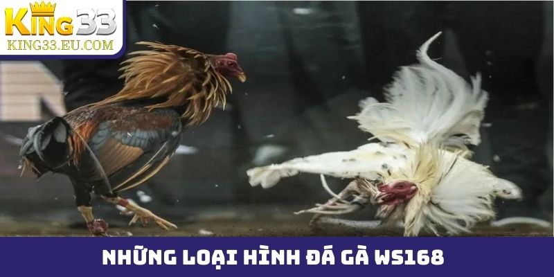 Những loại hình đá gà WS168 được yêu thích nhất