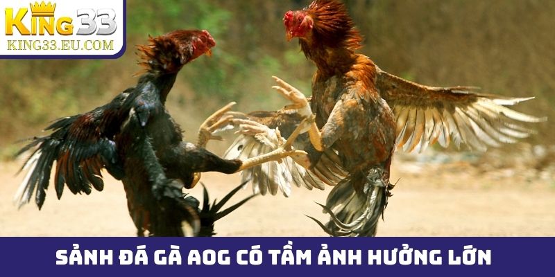 Sảnh đá gà AOG có tầm ảnh hưởng lớn trên thị trường