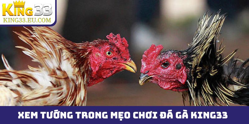 Có 3 yếu tố cần ghi nhớ để xem tướng trong mẹo chơi đá gà King33